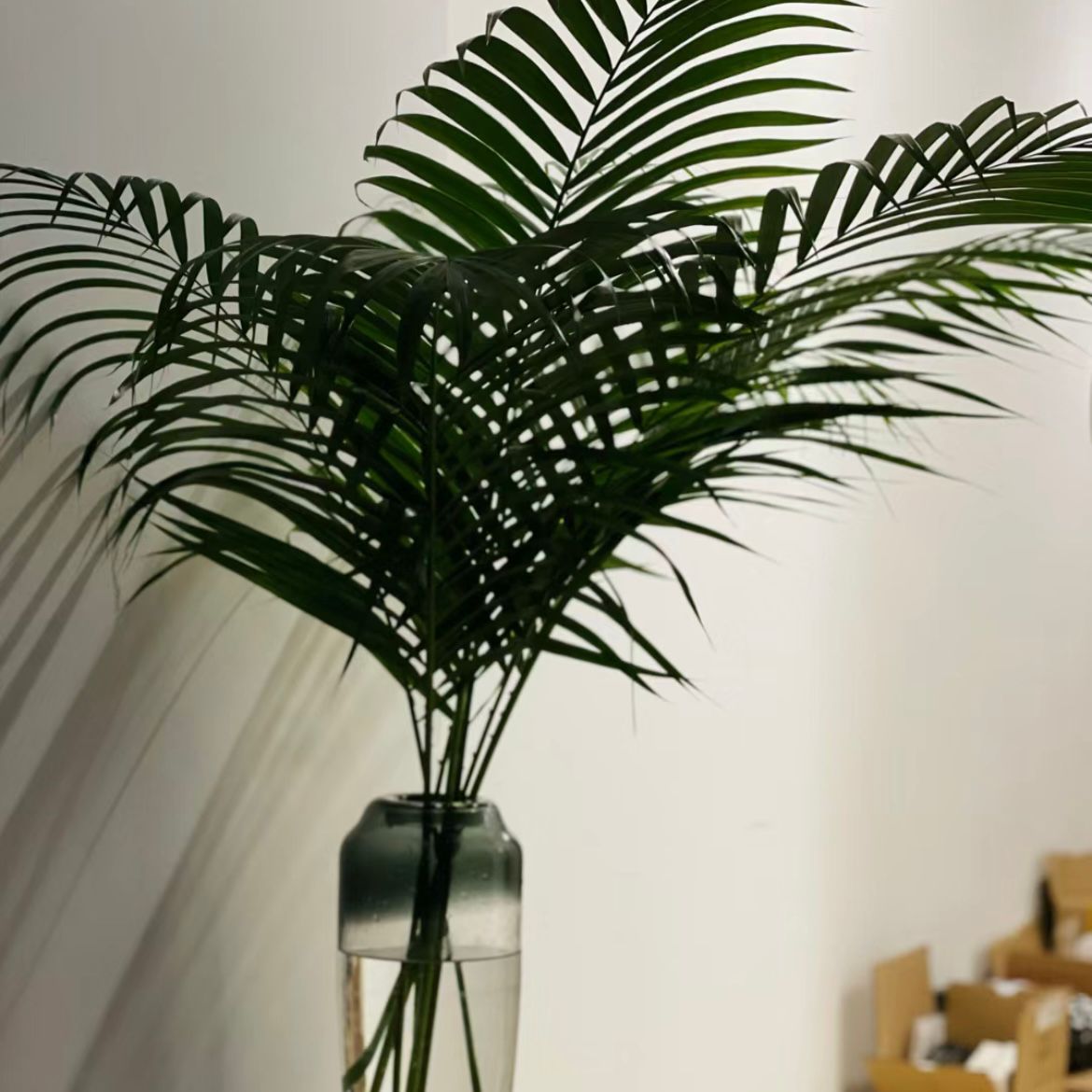 Bamboo Palm * 10