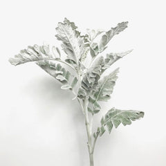 Dusty Miller