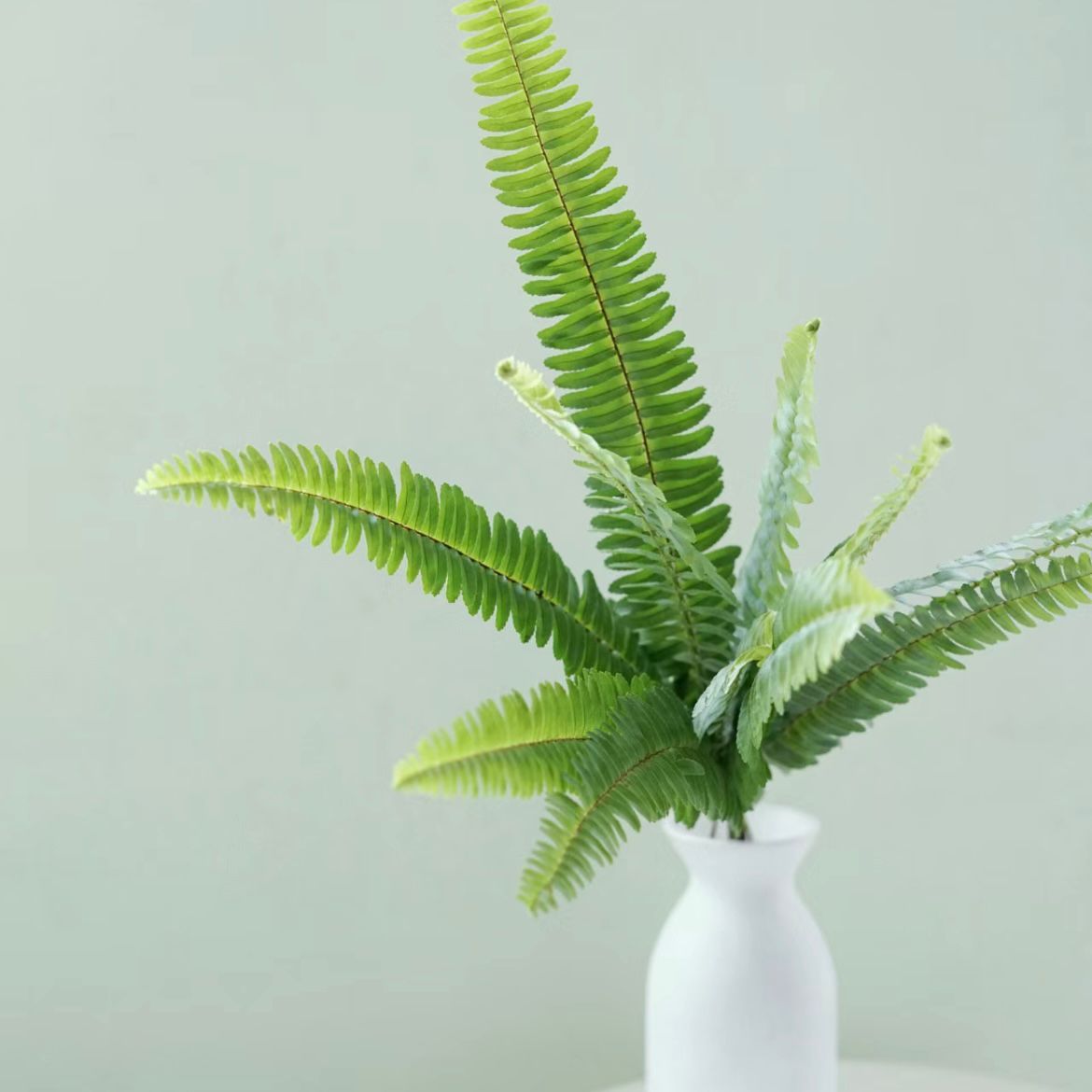 Tuberous Sword Fern