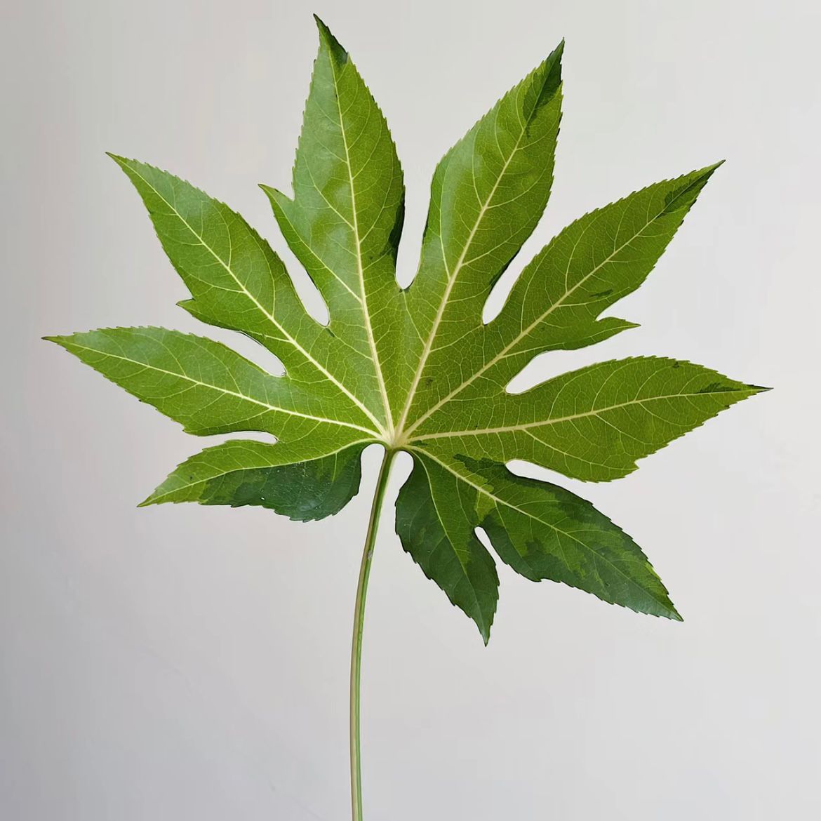 Fatsia * 10