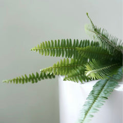 Tuberous Sword Fern