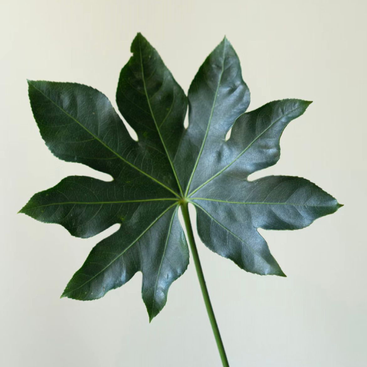 Fatsia * 10