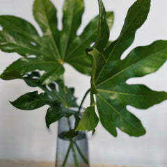 Fatsia * 10