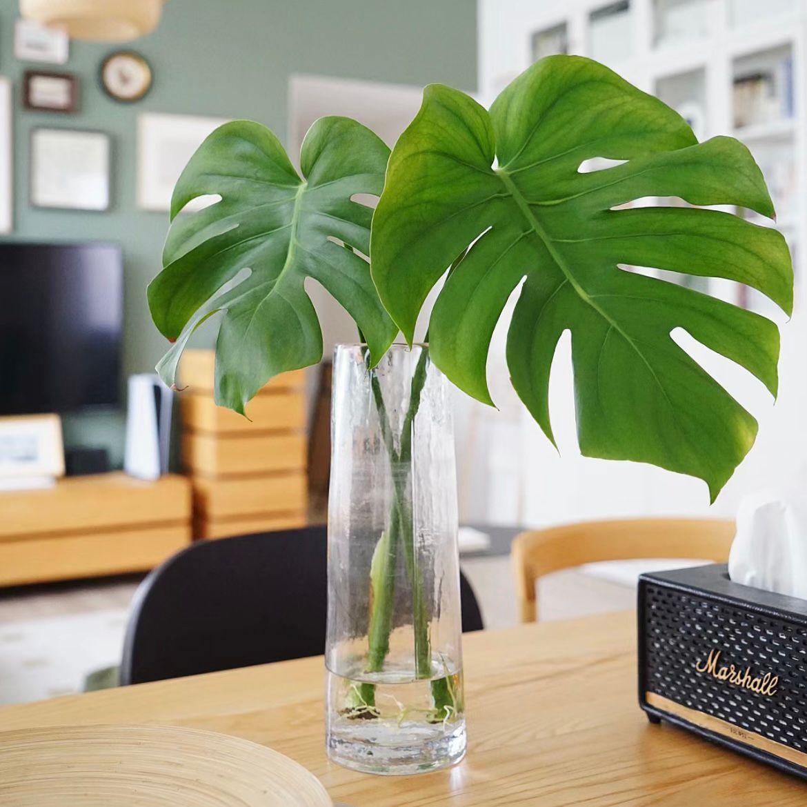 Monstera * 10