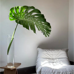 Monstera * 10