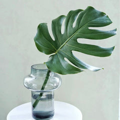 Monstera * 10