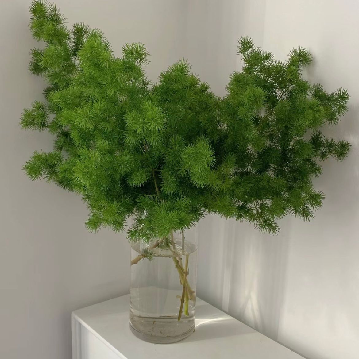 Chinese Ming Fern * 5