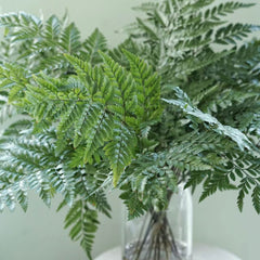 Fern * 10