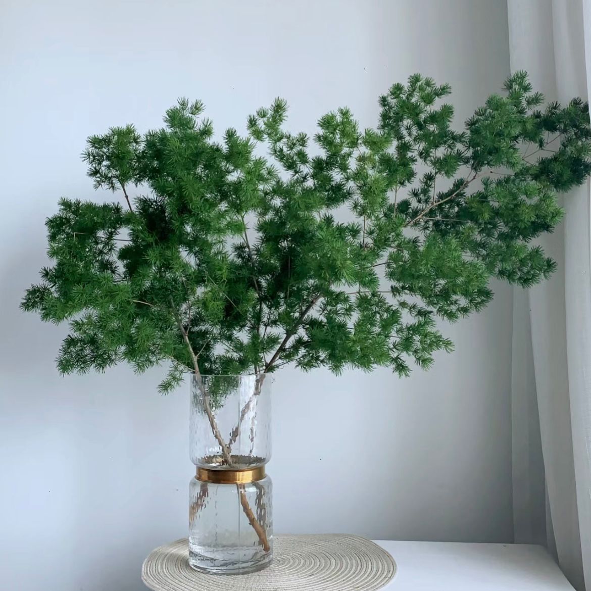 Chinese Ming Fern * 5