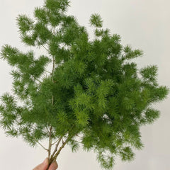 Chinese Ming Fern * 5