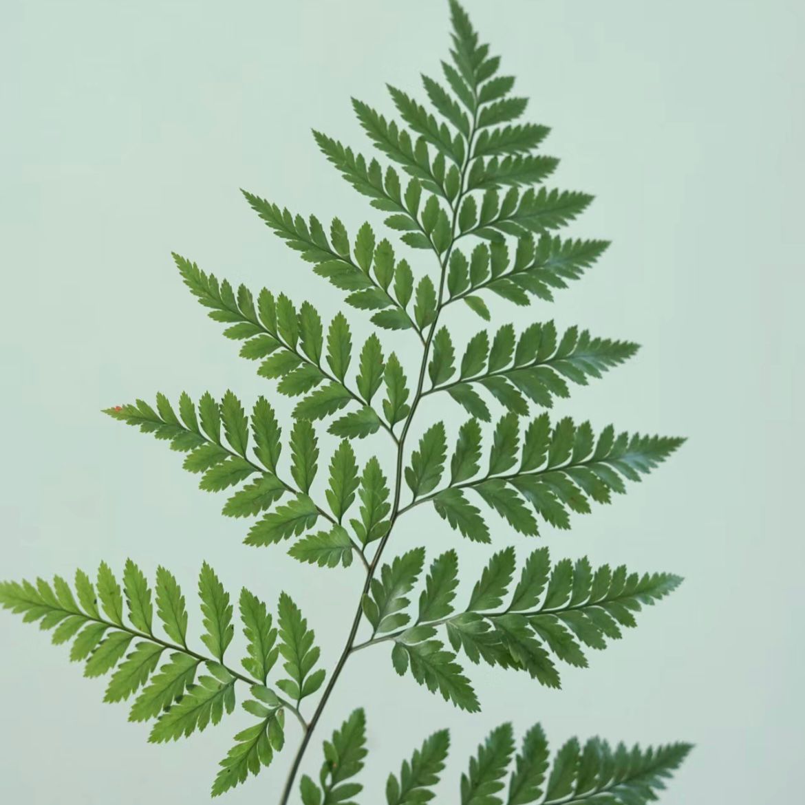 Fern * 10