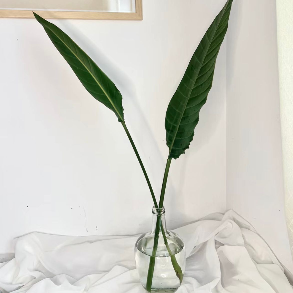 Bird of Paradise Leaf * 10