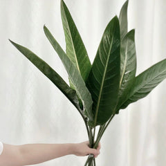 Bird of Paradise Leaf * 10