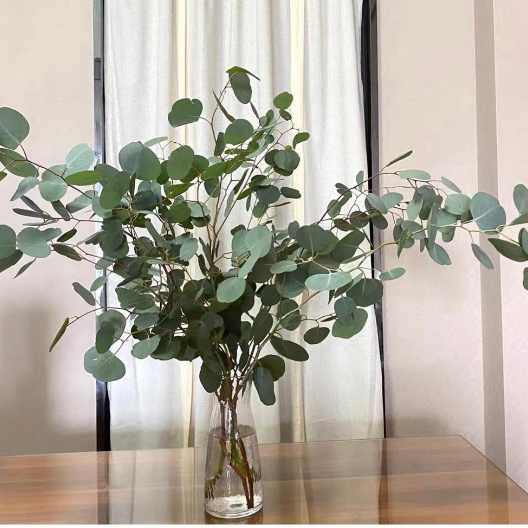 Silver Dollar Eucalyptus * 500g