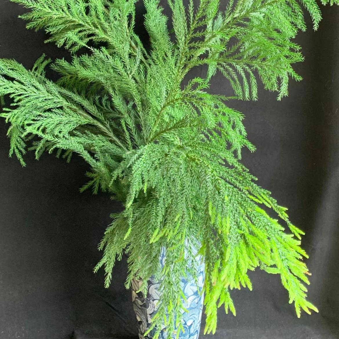 Japanese Cedar * 5