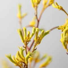 Kangaroo Paws * 5