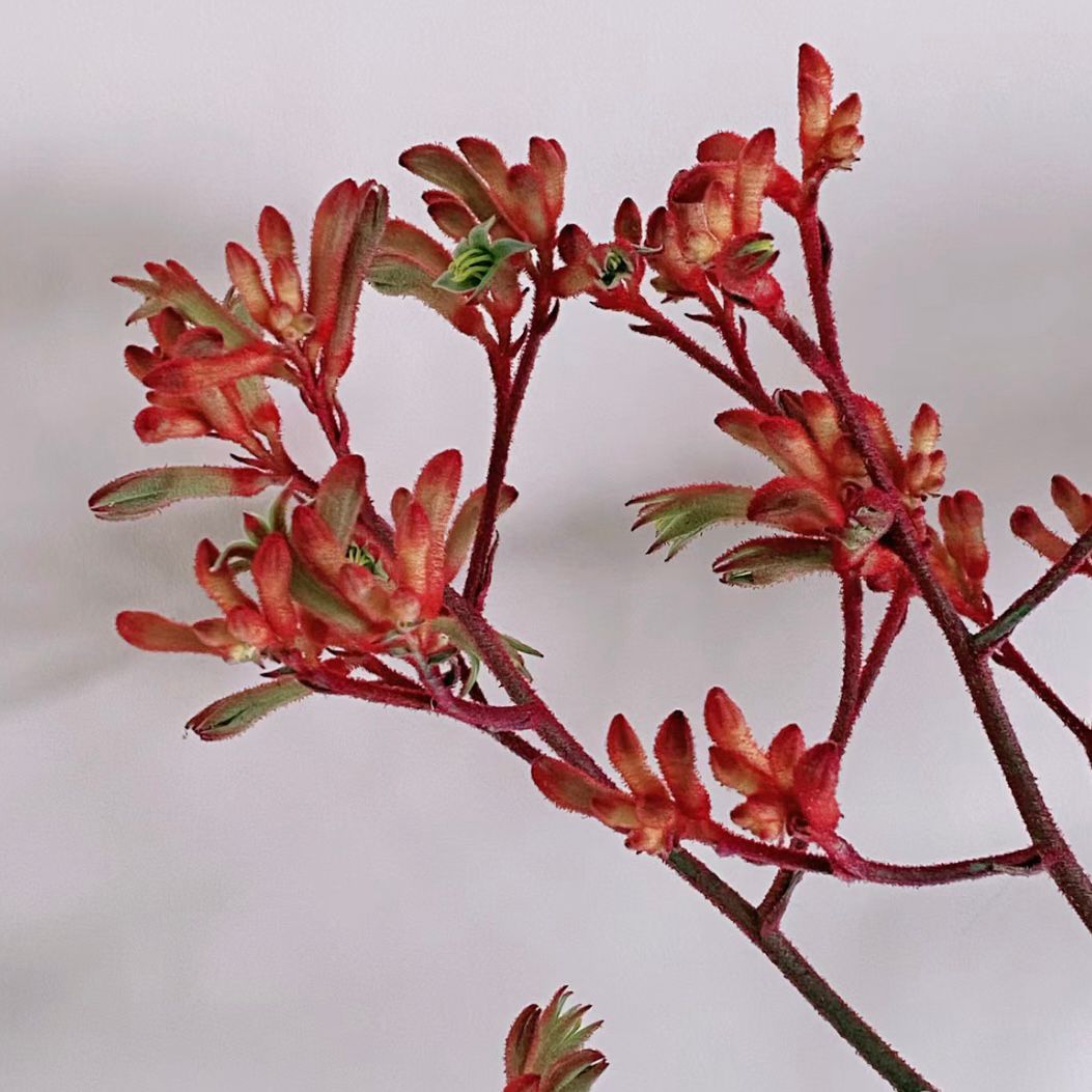 Kangaroo Paws * 5