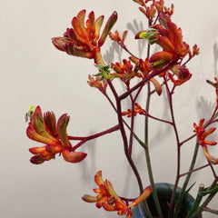 Kangaroo Paws * 5