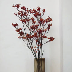 Kangaroo Paws * 5