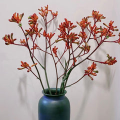 Kangaroo Paws * 5