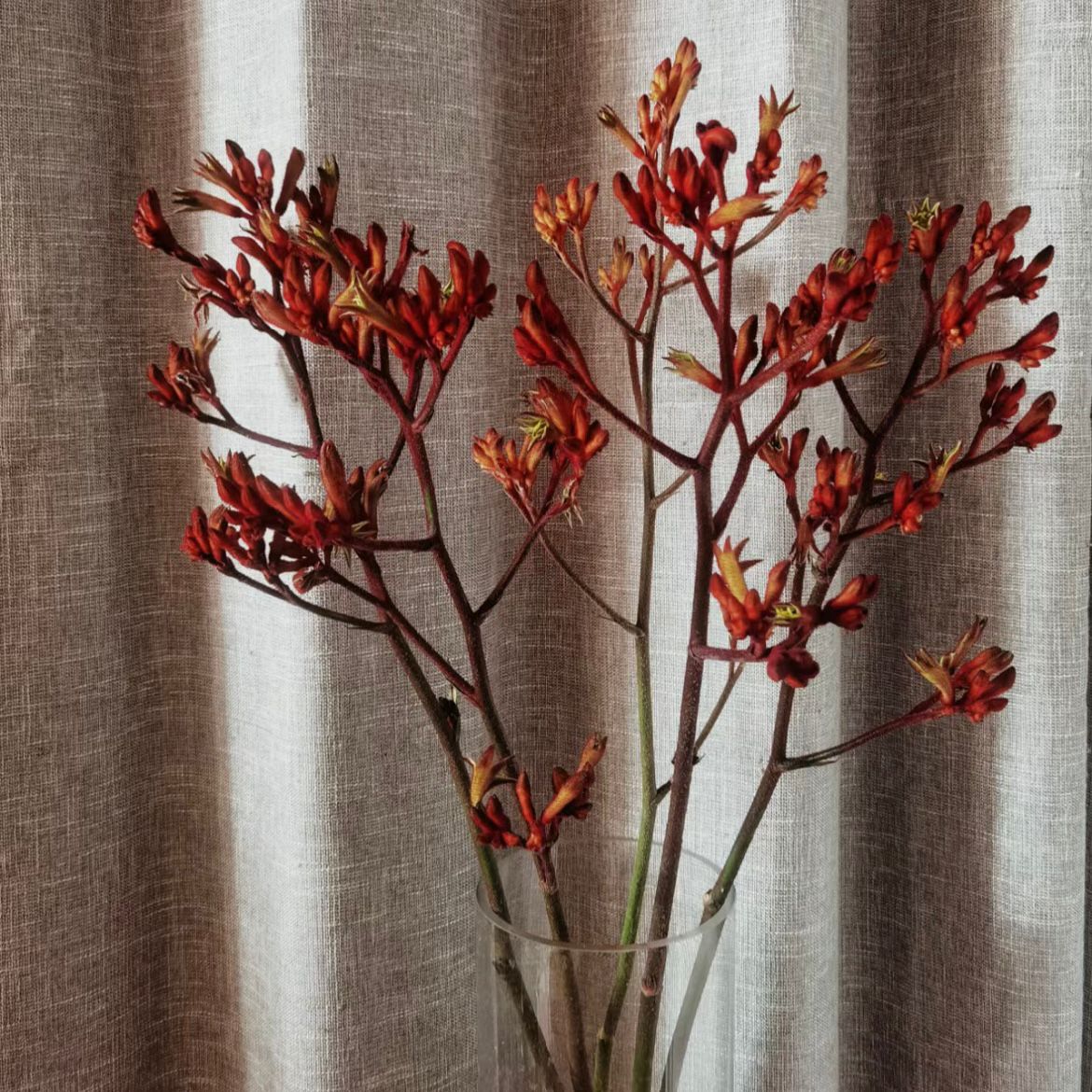 Kangaroo Paws * 5