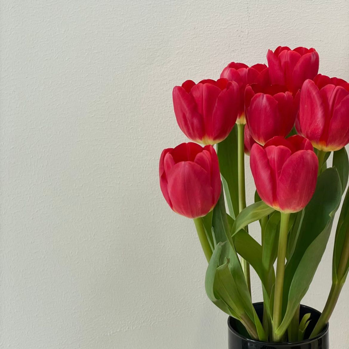 Tulip * 10