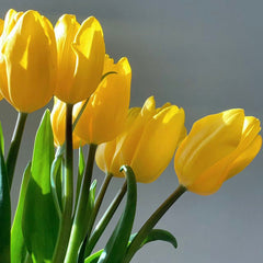 Tulip * 10