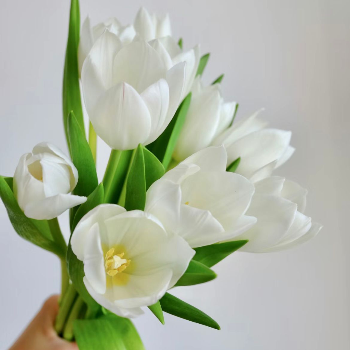 Tulip * 10