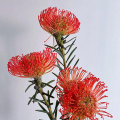 Leucospermum * 1