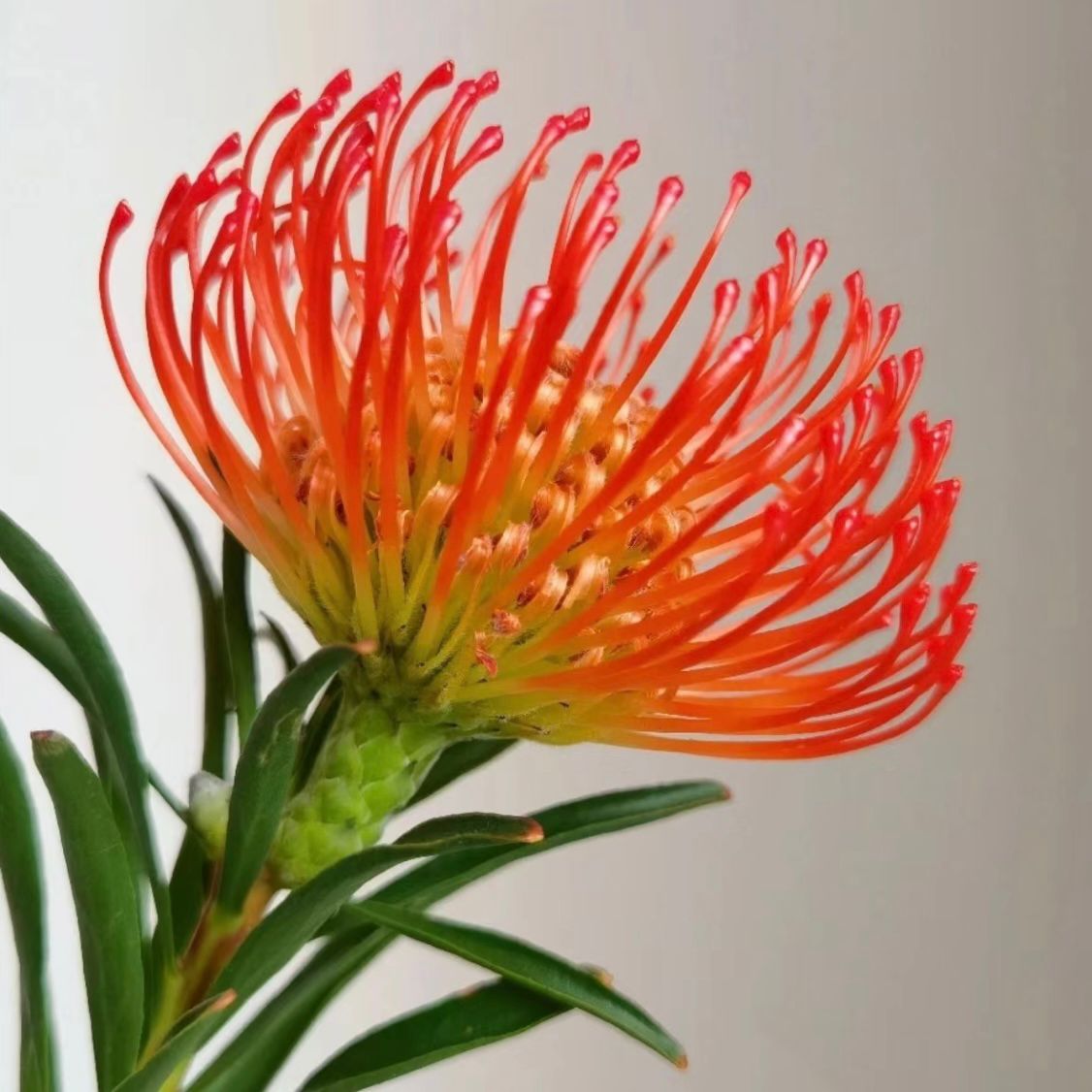 Leucospermum * 1