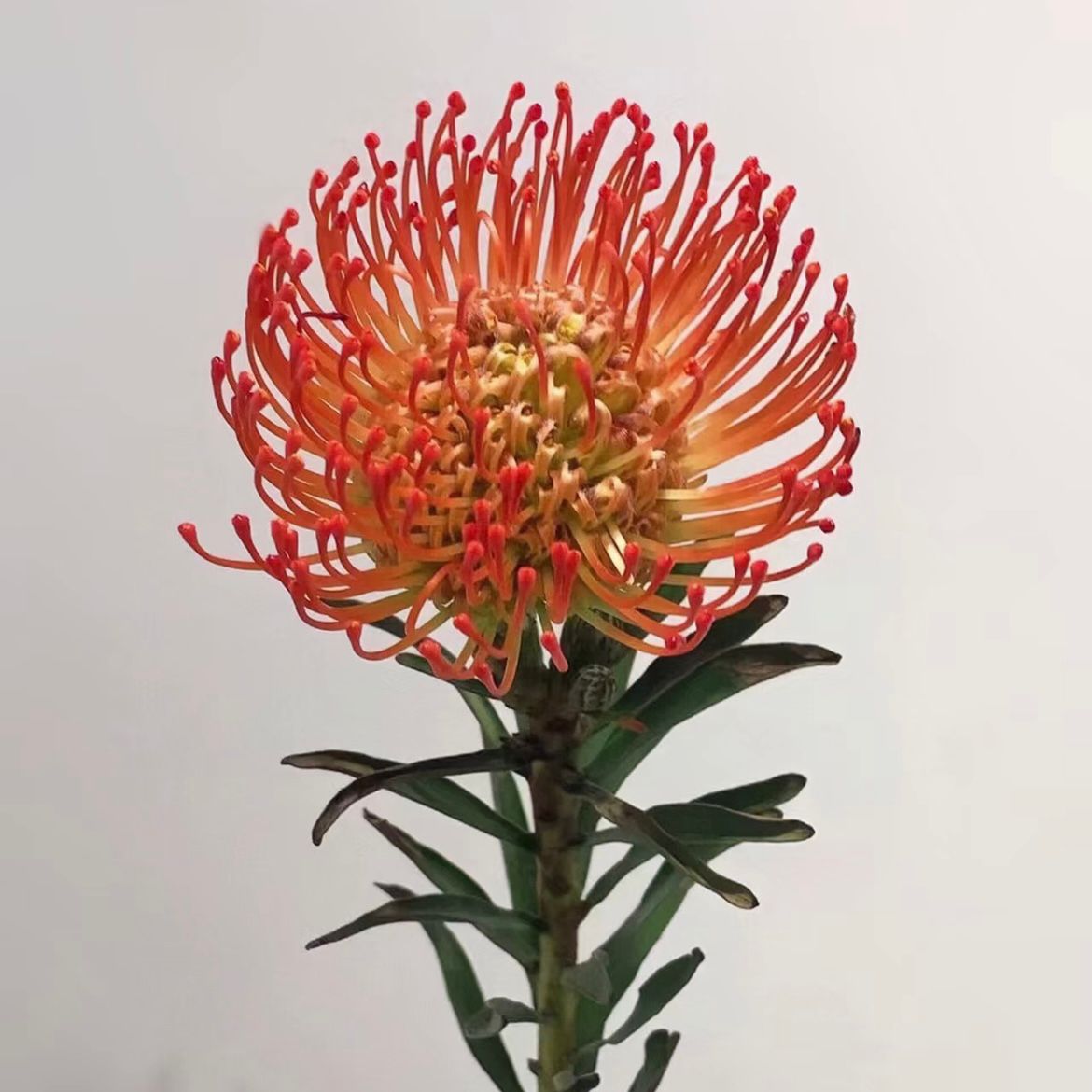 Leucospermum * 1