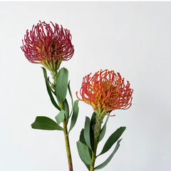 Leucospermum * 1