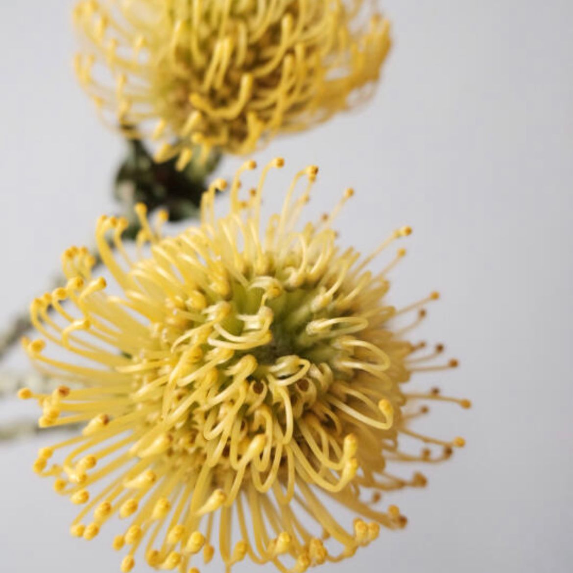 Leucospermum * 1