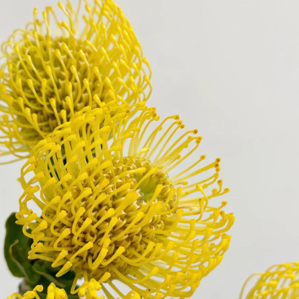 Leucospermum * 1