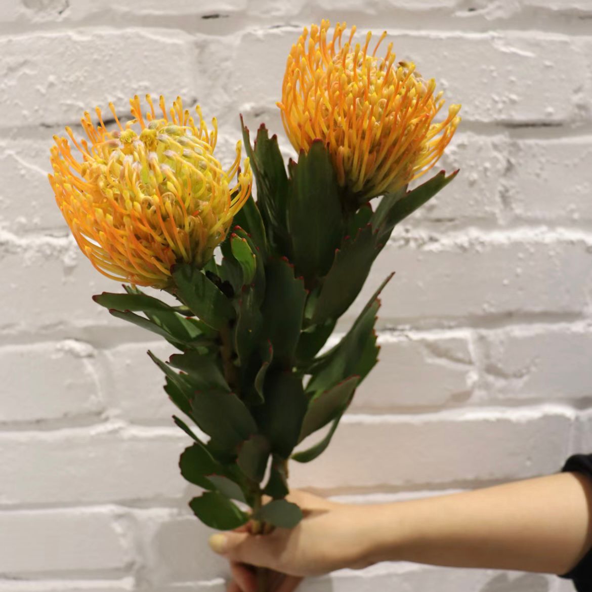 Leucospermum * 1