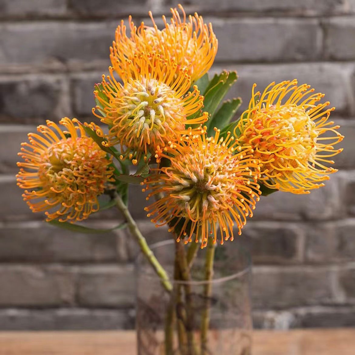 Leucospermum * 1