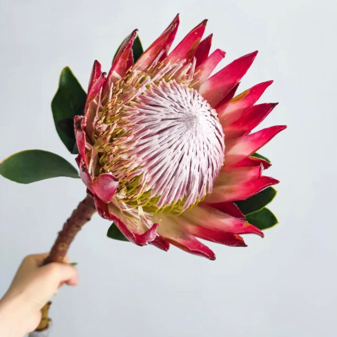 King Protea * 1