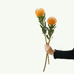 Leucospermum * 1