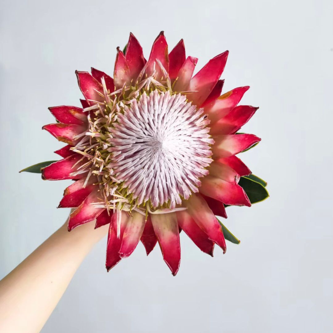 King Protea * 1