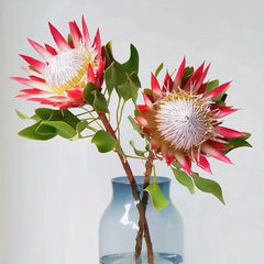 King Protea * 1