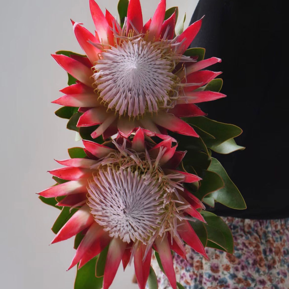 King Protea * 1