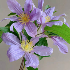 Clematis