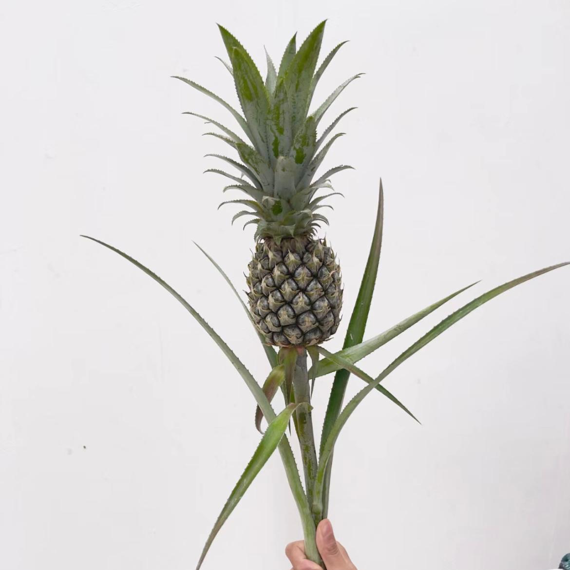 Pineapple*1