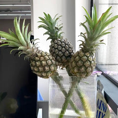 Pineapple*1