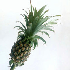 Pineapple*1