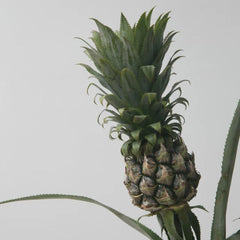 Pineapple*1