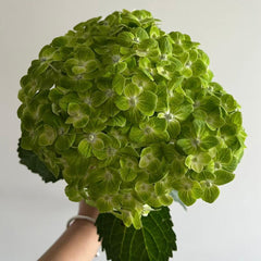 Hydrangea * 1