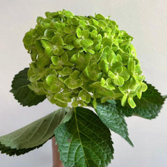 Hydrangea * 1