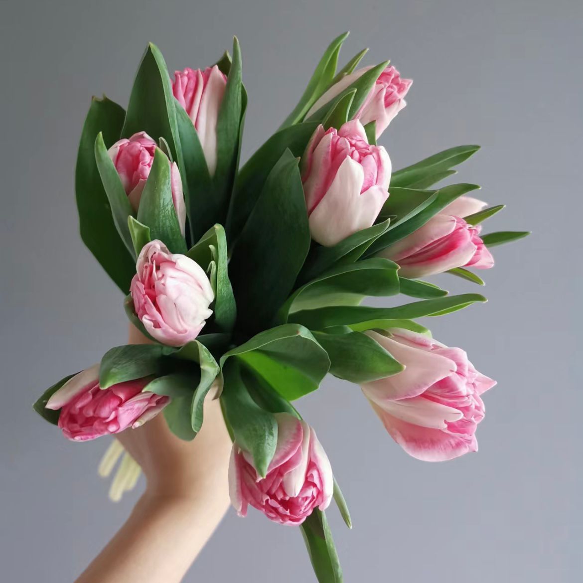 Double Tulip * 10