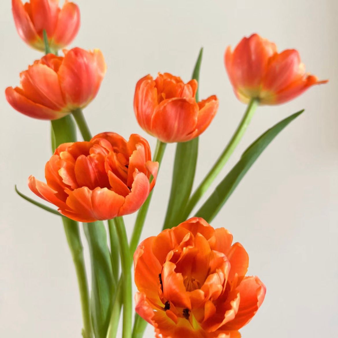 Double Tulip * 10